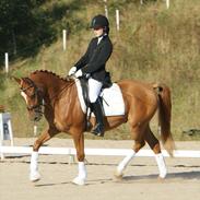 Anden særlig race Alfi