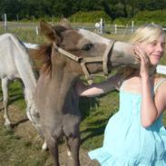 Sportsaraber (A) tooline