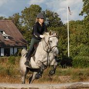 Shagya Araber (SH) Silke Mellemgård  B-Pony