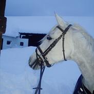 Shagya Araber (SH) Silke Mellemgård  B-Pony