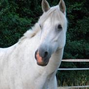 Anden særlig race Maicha (passer)