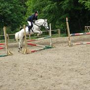 Anden særlig race Maicha (passer)