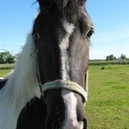 Barockpinto Moonlight shadow