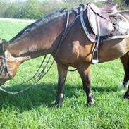 Anden særlig race lamborghini
