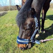 Anden særlig race Star Girl