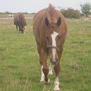 Dansk Varmblod Aicha