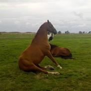 Dansk Varmblod Aicha