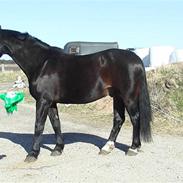 Oldenborg Buller