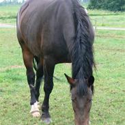 Oldenborg Buller
