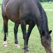 Oldenborg Buller