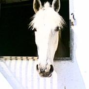 Anden særlig race mickey