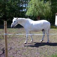 Anden særlig race mickey