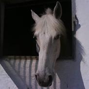 Anden særlig race mickey