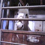 Anden særlig race mickey