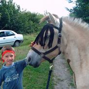 Fjordhest Bastian 
