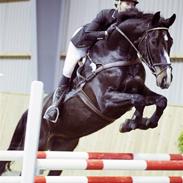 Dansk Varmblod Lindgaardens cann