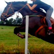 Dansk Varmblod Lindgaardens cann