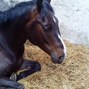 Dansk Varmblod Lindgaardens cann
