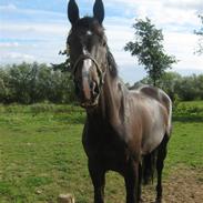 Dansk Varmblod Lindgaardens cann