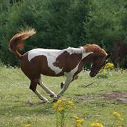 Pinto Julius af Korup