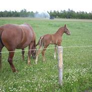 Frederiksborg Absolon