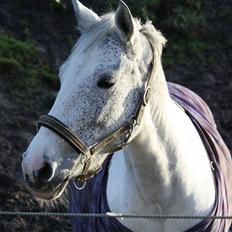 Sportsaraber (A) Søgaardens Magic spirit