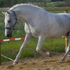 Sportsaraber (A) Søgaardens Magic spirit