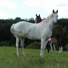 Sportsaraber (A) Søgaardens Magic spirit