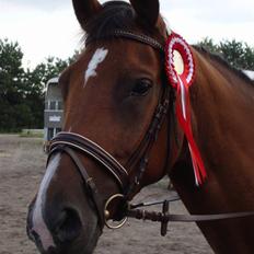 Hollandsk Varmblod Pearly - Solgt<3