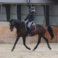 Dansk Varmblod | Rolando |