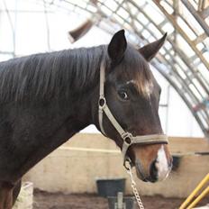 Dansk Varmblod | Rolando |