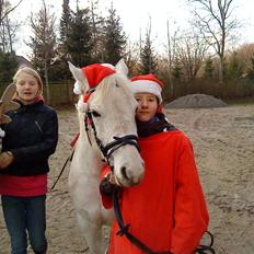 Anden særlig race Miss Grey 