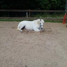 Anden særlig race Miss Grey 