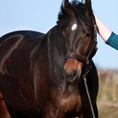 Oldenborg Union Fighter af Farmer