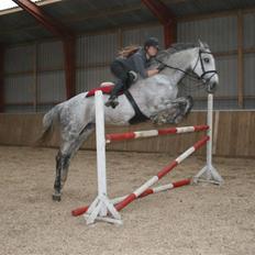 Holstener Roxette - solgt.