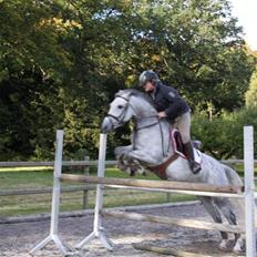 Svensk Sportspony  Miss Pringles