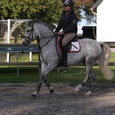 Svensk Sportspony  Miss Pringles