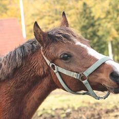 Anden særlig race Lady Dee