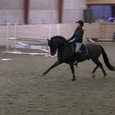 Tysk Sportspony Holsteins Number One (A-pony)