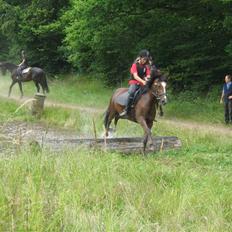 New Forest Kantjes *rideskolepony*
