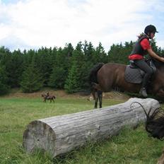 New Forest Kantjes *rideskolepony*