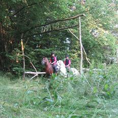 New Forest Kantjes *rideskolepony*