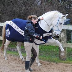 Lipizzaner Tasya