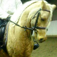 Anden særlig race magic dream  X-part