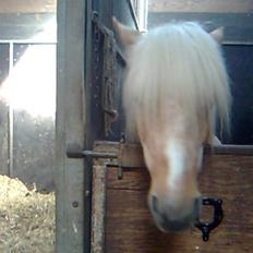 Anden særlig race magic dream  X-part