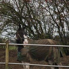 Pinto KIJEANS MADONNA