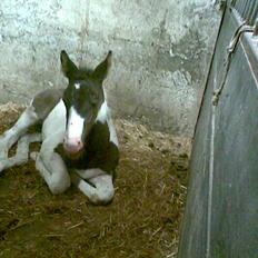 Pinto KIJEANS MADONNA