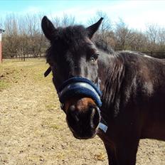 Anden særlig race Star Girl