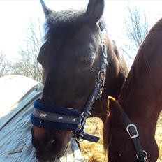 Anden særlig race Star Girl