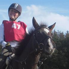 New Forest Tinkle Top's Timo. SOLGT